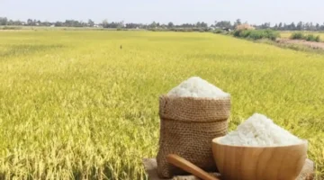 استمرار ارتفاع أسعار الأرز اللزج العطري مقابل استقرار تكلفة الأرز الطازج بالأسواق